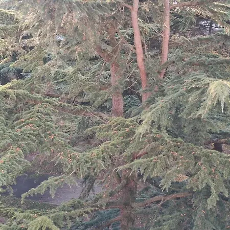 Large Entire Near Paris